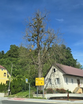 Majšperk_lipa 02
